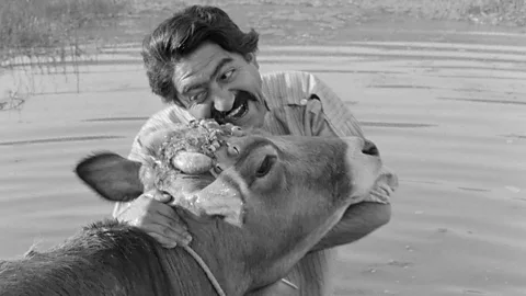 Alamy The Cow, by Dariush Mehrjui, was smuggled out of Iran where it won the critics’ prize at the 1971 Venice Film Festival (Credit: Alamy)