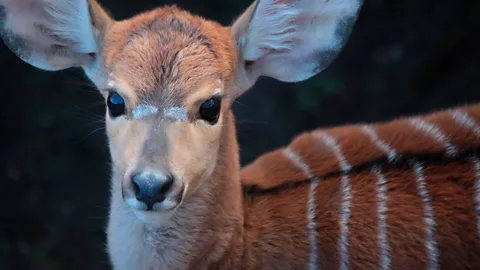 Getty Marwell Zoo near Winchester, England, is using AI to manage the heating system to keep its Nyala antelope warm in the winter (Credit: Getty Images)