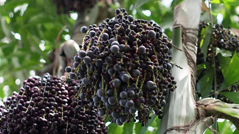 Dmitri Maruta/Alamy The berry’s name comes from a native Tupi word meaning ‘fruit that cries’, which stems from a local legend about açaí’s origin (Credit: Dmitri Maruta/Alamy)