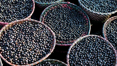 dpa picture alliance/Alamy Brazil produces up to 85% of the world’s supply of açaí, more than 1.25 million tonnes per year (Credit: dpa picture alliance/Alamy)