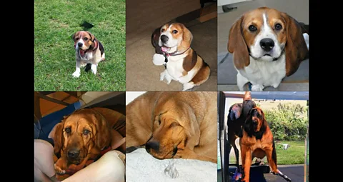 DeepMind These poor dogs are missing eyes and legs (Credit: DeepMind)