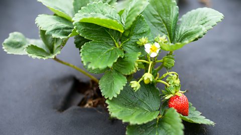 A black agrotextile is used as a weed suppressor around a small strawberry plant.