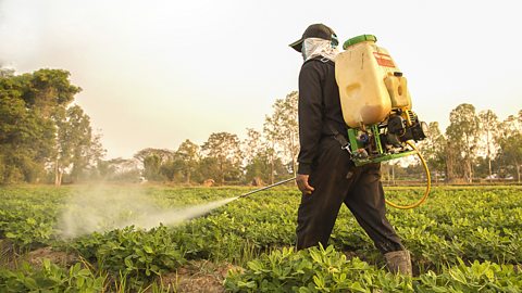 A farmer carries a plastic case on his back storing the liquid pesticides he is spraying on plants.