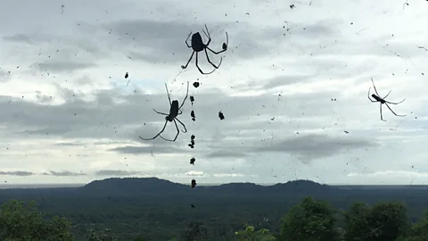 Richard Hollingham The observation platform overlooking the launch site is home to a population of huge spiders (Credit: Richard Hollingham)