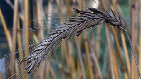 Alamy According to one medical theory, the hysteria in Salem was the result of ergotism, caused by the ingestion of rye fungus (Credit: Alamy)
