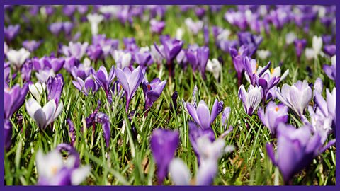 Spring plants