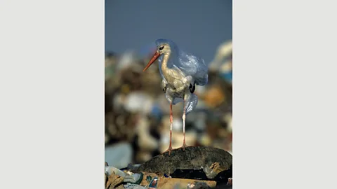 John Cancalosi John Cancalosi’s photo of a stork trapped in plastic resurfaced in 2018 when National Geographic launched its Planet or Plastic? campaign (Credit: John Cancalosi)