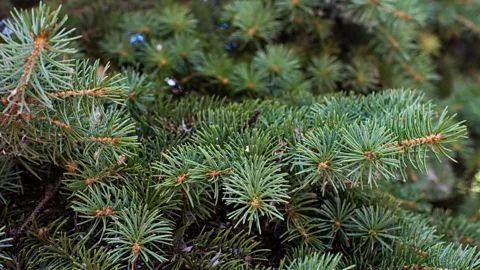 Quinn Hargitai Spruce needles contain high amounts of Vitamin C (Credit: Quinn Hargitai)