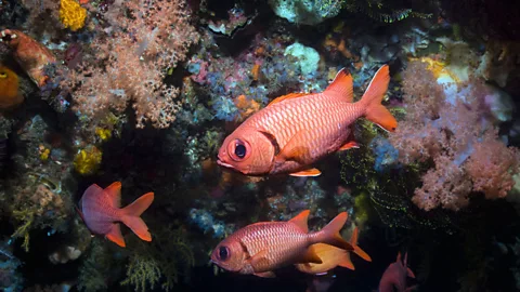 Alamy With few studies completed, we have very little understanding of the potential environmental costs of mining deep sea vents (Credit: Alamy)