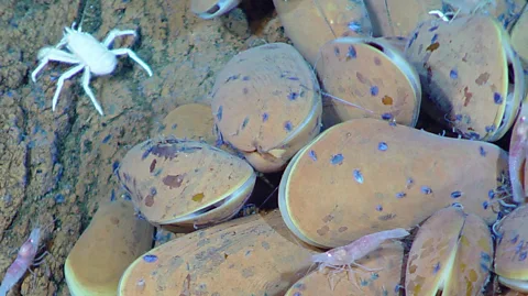 Getty Images Deep sea vents are home to extraordinarily diverse forms of life (Credit: Getty Images)