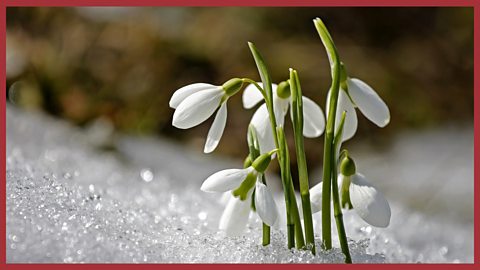 Image: snowdrops in the snow