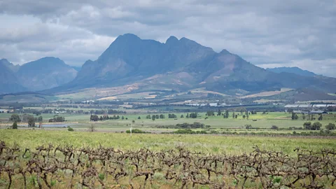 Jurie Senekal Shallow vleie (marshes) form in the Boland region in the Western Cape (Credit: Jurie Senekal)