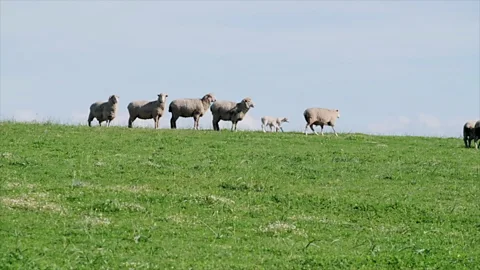 Jurie Senekal Salt, pepper, onions, lamb or mutton, and waterblommetjies are all that’s required (Credit: Jurie Senekal)