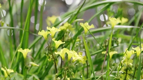 Jurie Senekal In season, it’s hard to avoid waterblommetjies in the Boland (Credit: Jurie Senekal)