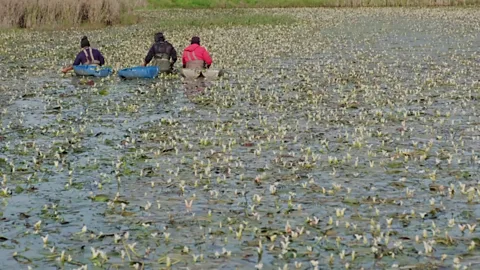 Jurie Senekal Waterblommetjies conjure a sense of nostalgia for people from the Western Cape (Credit: Jurie Senekal)