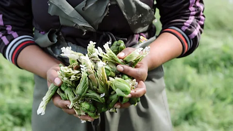 Jurie Senekal Waterblommetjies are now also farmed commercially – albeit on a small scale (Credit: Jurie Senekal)