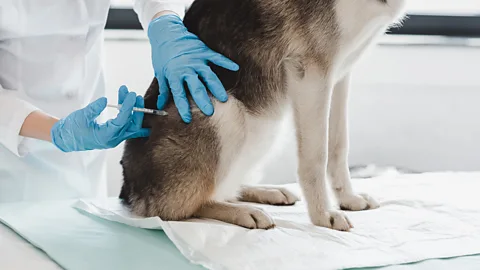 Getty Images The borough's animal shelter could not keep track of which animals had been vaccinated (Credit: Getty Images)