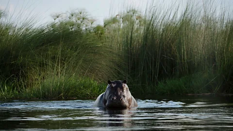 Felix Odell DeSanctis visited Botswana’s Okavango Delta during the rainy season when the savanna pulsed with life (Credit: Felix Odell)