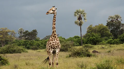 Signs of life and death in Africa