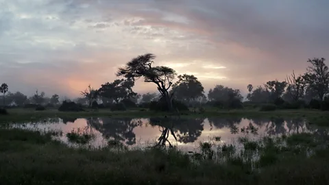 Felix Odell Writer Marcia DeSanctis was on assignment in Botswana when she received devastating news from home (Credit: Felix Odell)