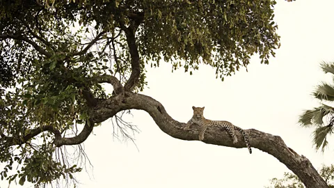 Felix Odell DeSanctis’ mother loved leopards, but she didn’t have a chance to see one for herself while on safari (Credit: Felix Odell)