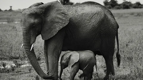 Felix Odell Marcia DeSanctis: “My mother was everywhere… Mostly, I saw her in all the protective female monkeys, zebras and elephants who kept their babies close” (Credit: Felix Odell)