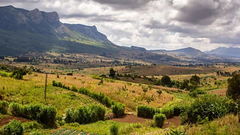 Sibylle Grunze Africa tends to have inherently poor soil (Credit: Sibylle Grunze)