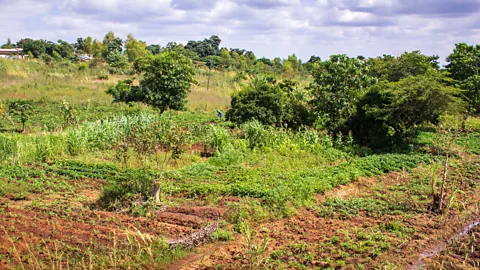Sibylle Grunze Because of the acidity of the soil, phosphate ions quickly become unavailable for plants after they’re put in the ground (Credit: Sibylle Grunze)