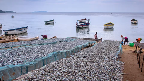 Sibylle Grunze Runoff from fisheries could be another source of phosphorus (Credit: Sibylle Grunze)