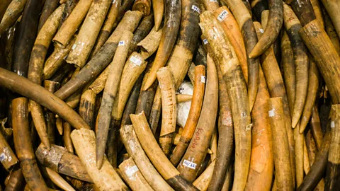 Getty Images Scientists hope to be able to produce lab-grown ivory, presenting an alternative legal source of the goods (Credit: Getty Images)