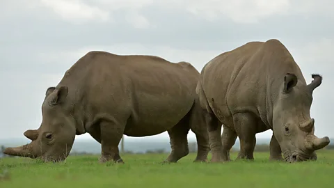 Getty Images With only two remaining female northern white rhinos and no males, the species is destined for extinction, unless bodies on a chip can recreate sperm cells (Credit: Getty Images)