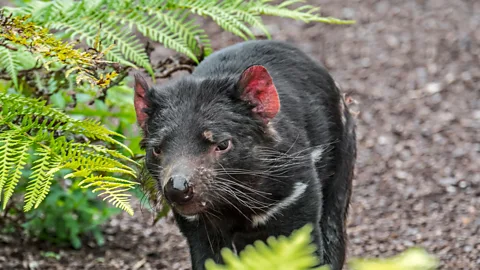 Getty Images Tasmanian devils face a mysterious form of face cancer that could threaten their survival (Credit: Getty Images)