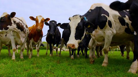 BBC Four - Secret Life of Farm Animals, Series 1, Cows, 