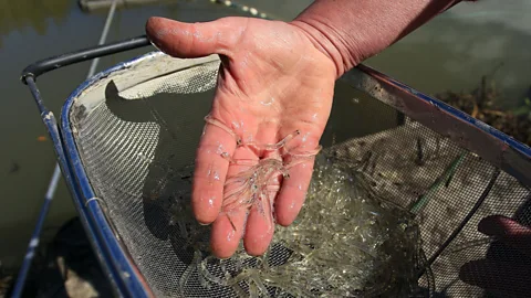 Hagen Hopkins/Getty Images The practice of odorigui (literally ‘dancing eating’) most often involves eating tiny, live fish such as whitebait (Credit: Hagen Hopkins/Getty Images)