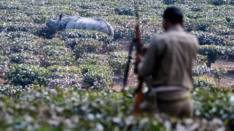 Getty Images Poaching threatens some species, like rhinos, so much that they need to be kept under 24 hour armed guard to keep them safe (Credit: Getty Images)