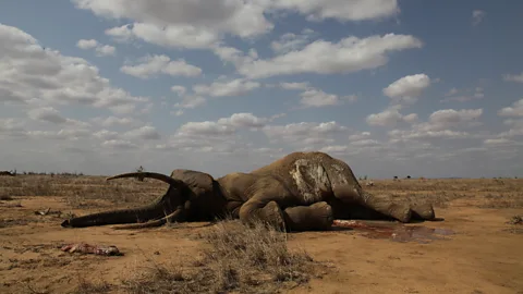 Getty Images Poaching takes a devastating toll on elephant populations as often the biggest and most experienced animals are targeted (Credit: Getty Images)