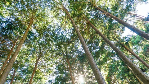 Getty Images Hinoki, a type of long-lived cypress that grows in many parts of central Japan, record the yearly changes in rainfall (Credit: Getty Images)