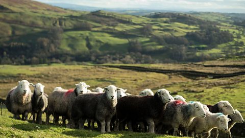 A group of sheep in a field in the countryside. 