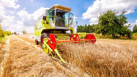 Wheat is grown in fields. Farmers harvest wheat to make foods such as bread and pasta.