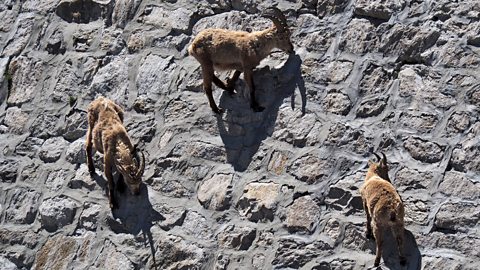 Ibex goats climb a dam in Italy to find food.