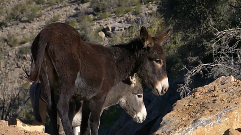 Ibrahim Shehab (Credit: Ibrahim Shehab)