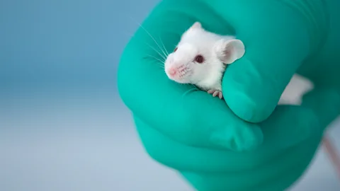 Getty Images Researchers who dosed germfree mice with a strain of "friendly" bacteria found they had much less serious reactions to stress (Credit: Getty Images)