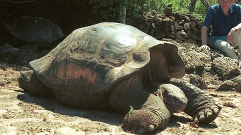 Giant tortoise