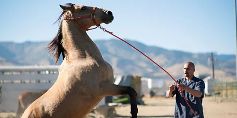 Focus Features Mustang (Credit: Focus Features)