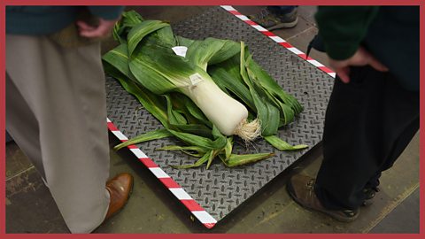 Two men look down at a giant leek on a metal platform.