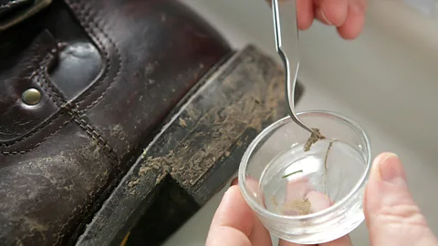 Alamy Traces of pollen or gun powder residue on a shoe can provide vital clues to link suspects to a crime scene, but matching them has been laborious work (Credit: Alamy)