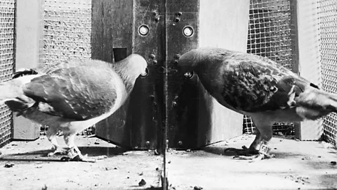 Getty Images Two pigeons in a box developed by psychologist B.F. Skinner are studied as part of research into operant conditioning (Credit: Getty Images)