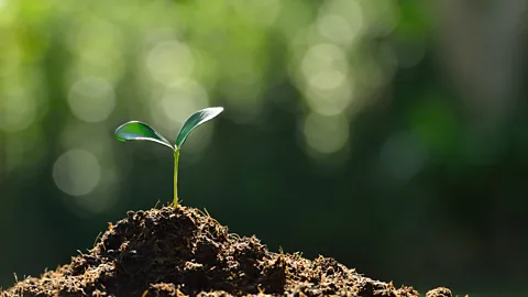 Getty Images If saplings can be protected in the first months, forest cover is more likely to return (Credit: Getty Images)