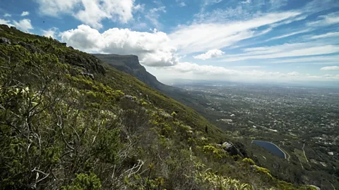 Eucalyptus - the 'thirsty' trees threatening to 'drink' South Africa dry