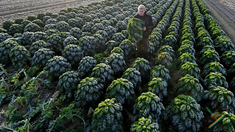 Getty Images A kale farm in Germany. The number of kale farms in countries like the United States has skyrocketed in recent years (Credit: Getty Images)